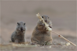 <p>SYSEL OBECNÝ (Spermophilus citellus) --- /European ground squirrel - Europäisches Ziesel/</p>